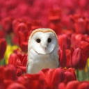 🌹flower bloom🪷 Discord server icon