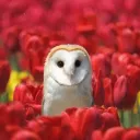 flower bloom🪷 Discord Server Icon