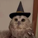 🍁spooky furr🐾
