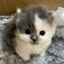 cheesecake haven 🍰 Discord server icon