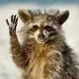 🦝Da Raccoon Shelter🦝