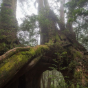 The Forest