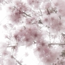 𝓜𝓲𝓭𝓷𝓲𝓰𝓱𝓽 𝓖𝓪𝓻𝓭𝓮𝓷☾ Discord server icon