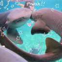 🦈︴𝒮𝒽𝒶𝓇𝓀 𝓒𝓸𝓿𝓮 Discord server icon