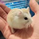 Roborovski Hamster's