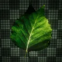 Leaf Studios