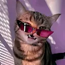 The Kitty Café