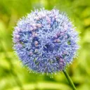 Allium