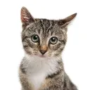 meow | mc