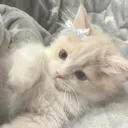 ⋆˚࿔ MeowMallow Haven 𝜗ৎ