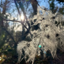 The Wild Things Discord server icon