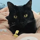 Spibee