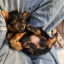 Griff & chill (gaming & pets, chill space)