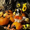 Alexa’s Adult Shop discord icon