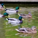 The Duck Pond