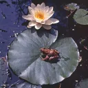 The Pond