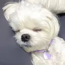 selling ! 🐾 discord icon