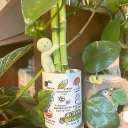 𓈒　　junimo bloom   ꒰꒰、decor    𓈈      ๑ 𓈒　𓋰 Discord server icon