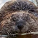 Сервер бобров