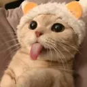 Chez le chat