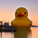 Duck's Nest