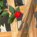 Anne’s Garden Discord server icon