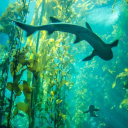 Ocean Reef