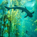 Ocean Reef