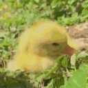 ✧･ﾟ: ✧ 𝓣𝓱𝓮 𝓛𝓲𝓽𝓽𝓵𝓮 𝓓𝓾𝓬𝓴𝓵𝓲𝓷𝓰𝓼 ✧:･ﾟ✧ Discord server icon