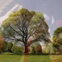The pArk; REVIVAL