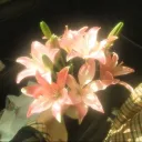 ⋆. 𐙚˚࿔ 𝑈𝑘𝑖𝑦𝑜 𝜗𝜚˚⋆ Discord Server