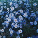 ☆﹒Parallel Play﹒💙 Discord server icon