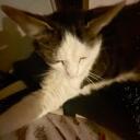Monzi’s E-kittens | Official