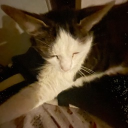 Monzi’s E-kittens | Official Discord server icon
