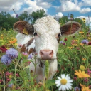 Spring Meadow (20+) 🌸 Discord server icon