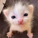 Kibblemon