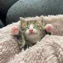 [Atoko's] Community✅ Discord server icon