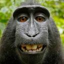 The Monkeys