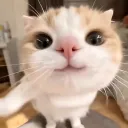 莲的服务器