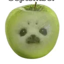 Seal Central