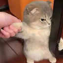 Anomic vouches server Discord server icon