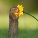 niche chat Discord server icon