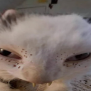 fixation Discord server icon