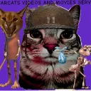 war cats youtube server Discord server icon