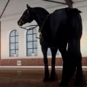 Kitri Dressage ࿔ Open Stage