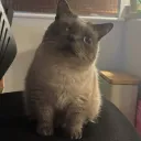 cat pedophile