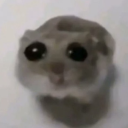 Cozy Hampter Lounge Discord server icon