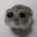 Cozy Hampter Lounge Discord Server Icon