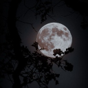 𝐓𝐕𝐃𝐔: 𝐑𝐞𝐯𝐢𝐯𝐚𝐥 ✩ Discord server icon