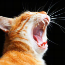 cat Discord server icon